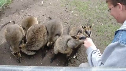 Лапачка за всички