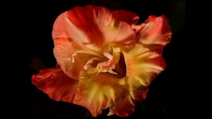 Rainbow Flowers
