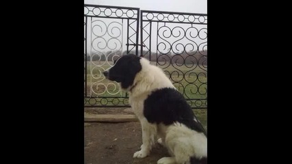 Българско Овчарско Куче - Чарли 