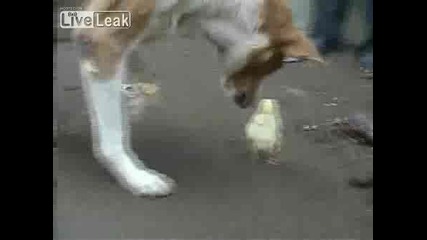 Куче Отглежда Пилета