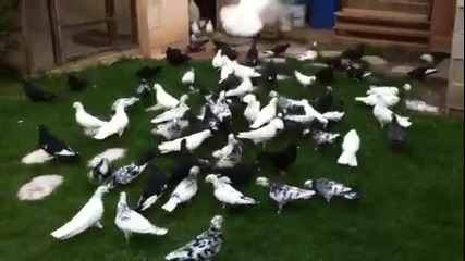 Пазарджишки високолетци