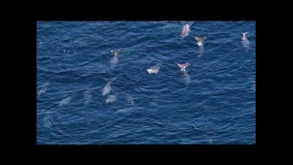 Video - - Animals, Travel, Kids - - National Geographic4 