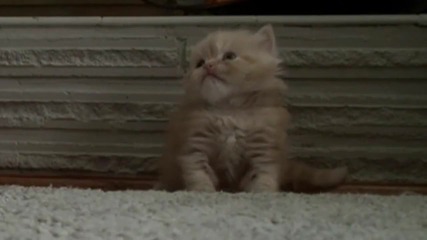 Сладко Коте Си Играе С Играчката си