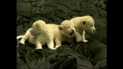 Малки сладки бели лъвчета