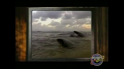 Бинди: Момичето от Джунглата - Епизод 12 – Да спасим китовете