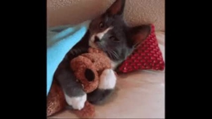 Много сладко котенце гушка играчка ;**