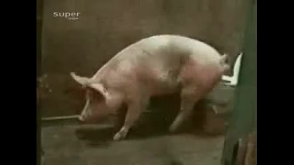 Свиня ходи до тоалетната 