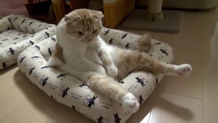 Котка отчаяна от живота !смях!