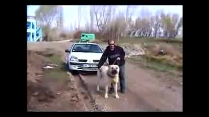 Голямо куче дърпа кола