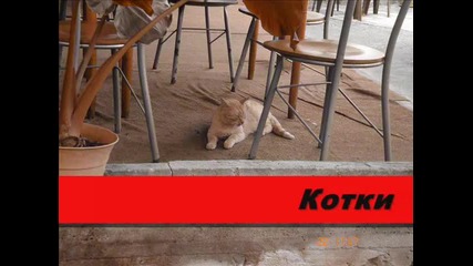 Котки 