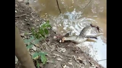 Риба парализира крокодил