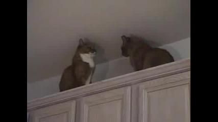 Бой Между Котки