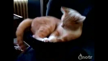 Котка върху субуфер