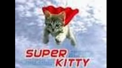 bad cats