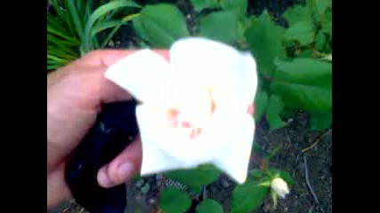 Cok Tatli Gul Ya 2015 Hd