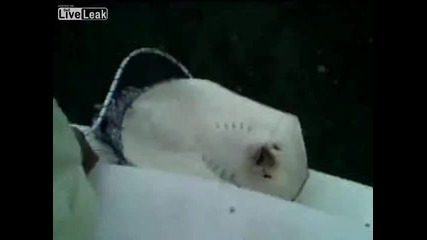 Риба скат ражда на борда