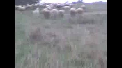 Aitos Ovcete Chast 1