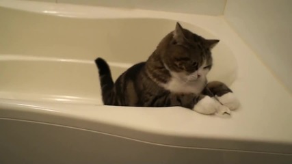 Котето Мару във ваната .. Сладур ..