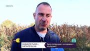 Реколтата е добра, но сметките не излизат: Какво тревожи зърнопроизводителите
