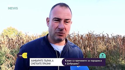 Реколтата е добра, но сметките не излизат: Какво тревожи зърнопроизводителите