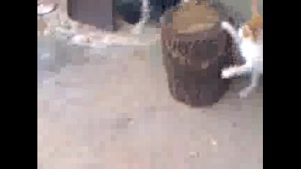 Коте vs коте - Рунд 2