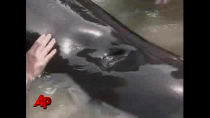 125 кита умряха в Зенладия 