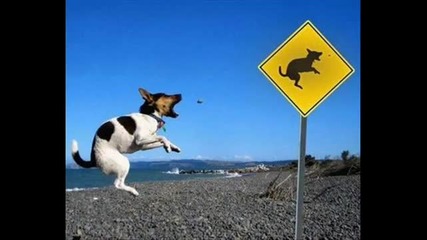 very-funny-dogs-6