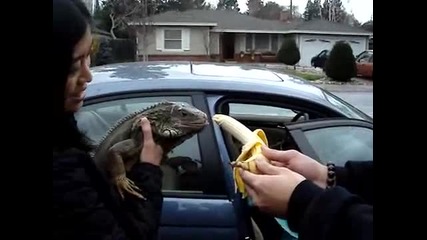 игуана си хапва банан