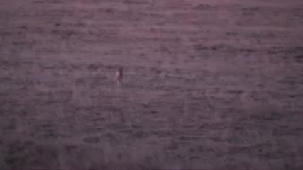 Coyote Hunting 11