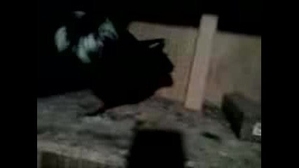 Parvo Pile Za 2008g