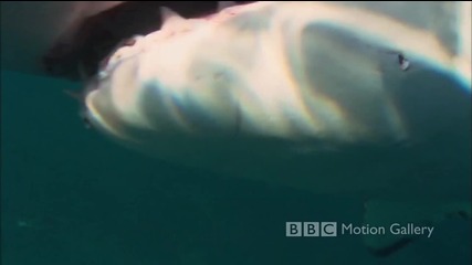 Bbc Motion Gallery - Life in the Blue (hd) 