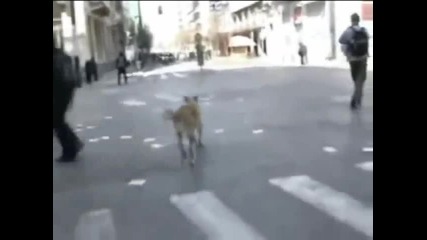 Riot Dog - Unleash The Beast