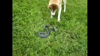 Куче което вижда за 1 - ви път змия