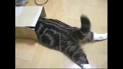 Дебела Смешна Котка