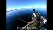 Спасители успяха да освободят заплтен гърбат кит (Видео)