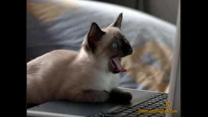 Evil And Funny Cats