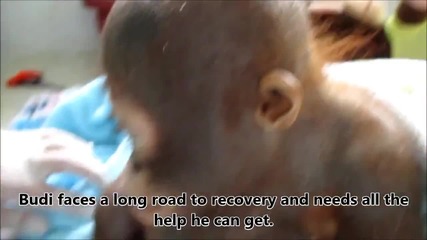 спасяването на малко орангутан Budi. спасен от International Rescue Animal, Iar.