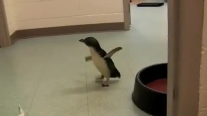 Много сладко малко пингвинче