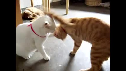Любов между две котки