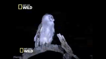 Nat Geo Wild Showcase