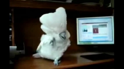 Top 15 Animales Graciosos en la Web 