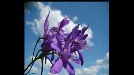 Цветя небесно сини