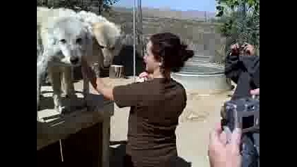 Elite Land Tours - Running with Wolves Tour - Palm Springs