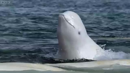 Красивите Китове Белуга...