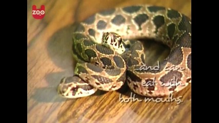 Two - Headed Python 