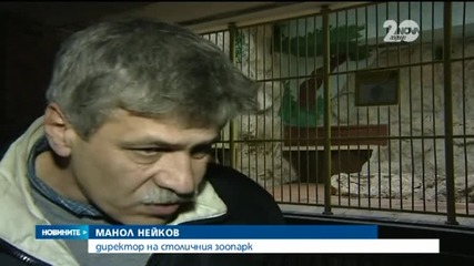 Кой може да ни помогне, ако сме очи в очи с тигър?
