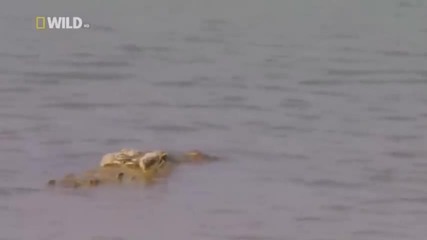 Супер хищници - Нилски Крокодил