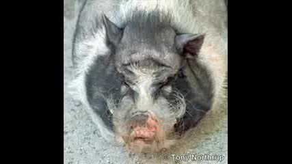 Crazy animals