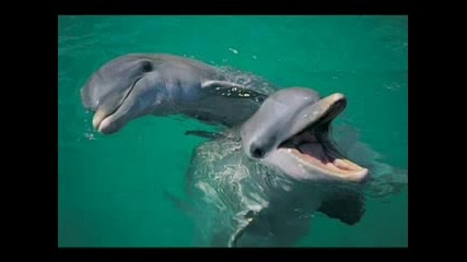 `~`delfin4eta `~`