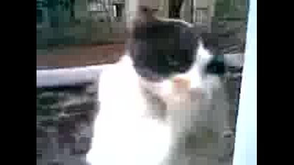 Мияч на прозорци